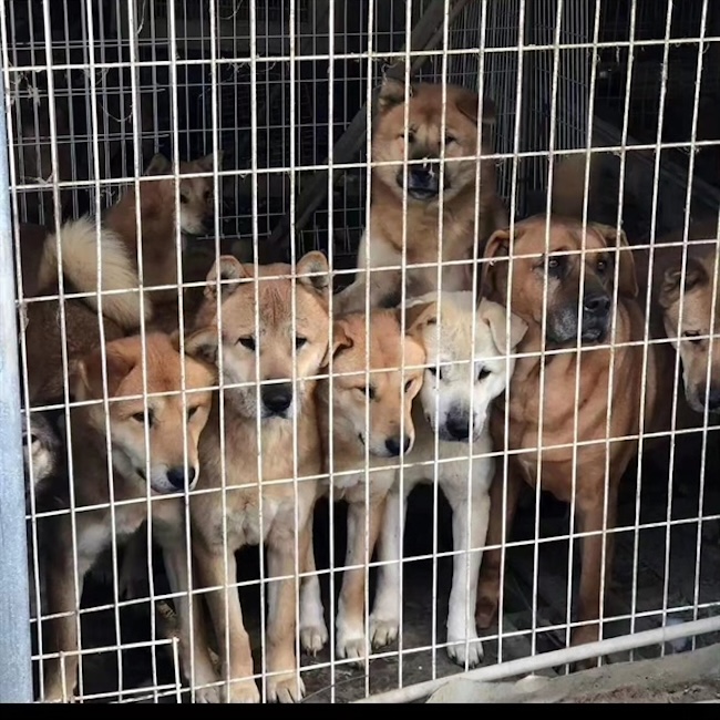 Future of Private Dog Shelter in Daejeon Threatened Amid Zoning Dispute