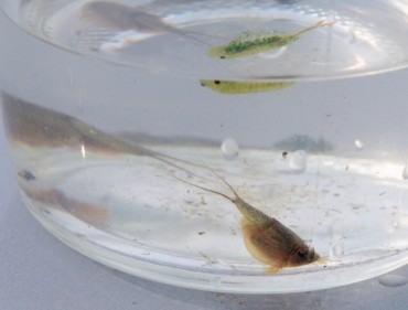 Organic Farmers Welcome Return of Endangered Longtail Tadpole Shrimp