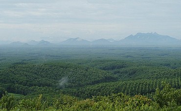 Korean Companies Afforested 43,000 ha in 8 Countries in 2014