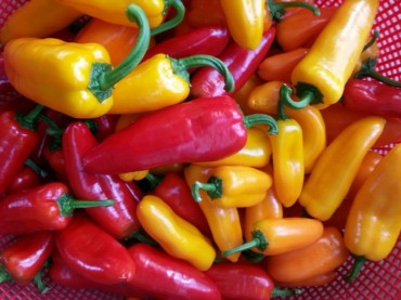 Mini Peppers Give New Opportunities to S. Korean Farms