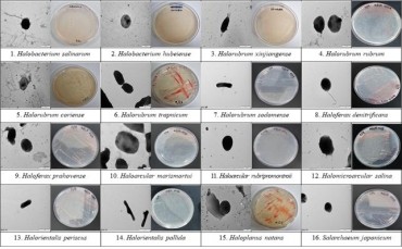 Korean Researchers Discover Unrecorded Archaea with UV-ray Blocking Abilities