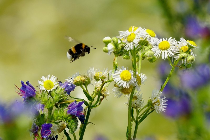 Vanishing Bees Spell Trouble for Cities Worldwide