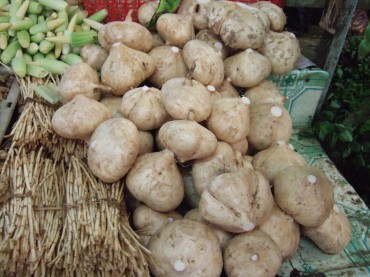 Climate Change Drives Korea to Develop Jicama As Alternative Plant