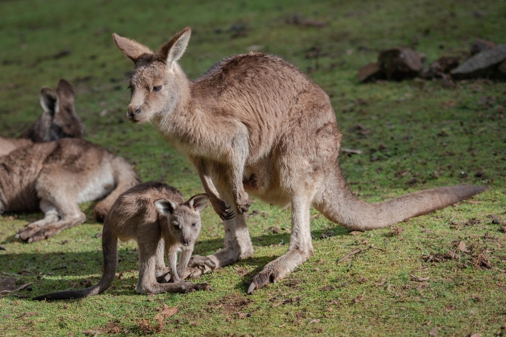 The proportion of men in the kangaroo tribe (69.1%) was higher than that of women (63%) in 2020, which the study attributed to factors like mandatory military service and later marriage ages for men. (Image courtesy of Pixabay/CCL)