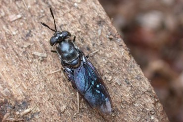 Jeju Researchers Use Flies to Process Organic Waste