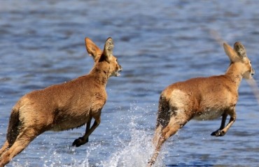 Sejong City Suffering from Surging Elk Population